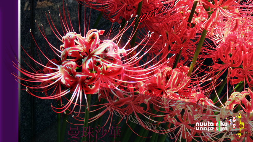 nuutairiku photo_Red spider lily